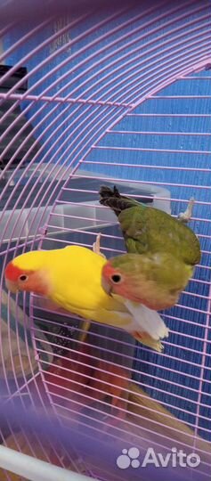 Попугаи Неразлучники