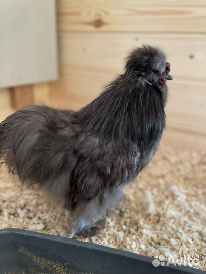 Петух китайский шелковый 800 оуб 6 месяцев