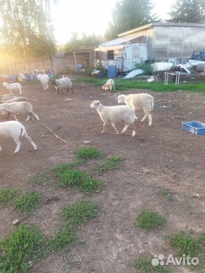 Бараны, ягнята, овцы