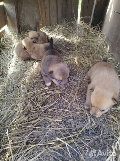 Мама Карело финская лайка, папа западно сибирская