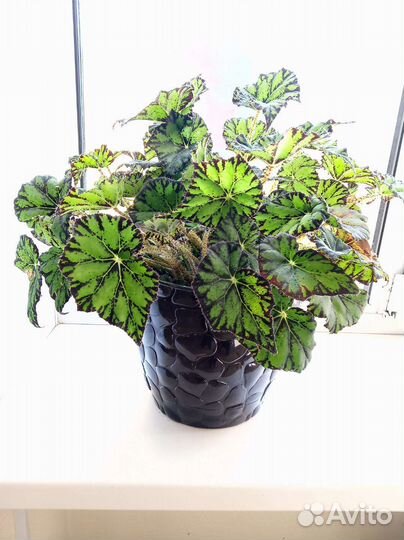 Филодендрон, фикус, бегония и др.цветы
