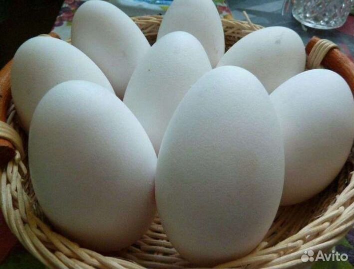 Яйцо гусиное домашнее