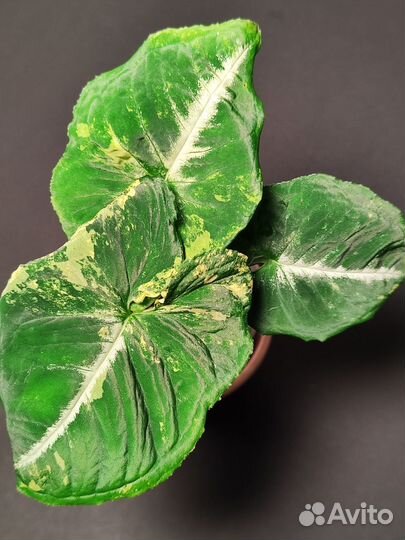 Сингониум яичница