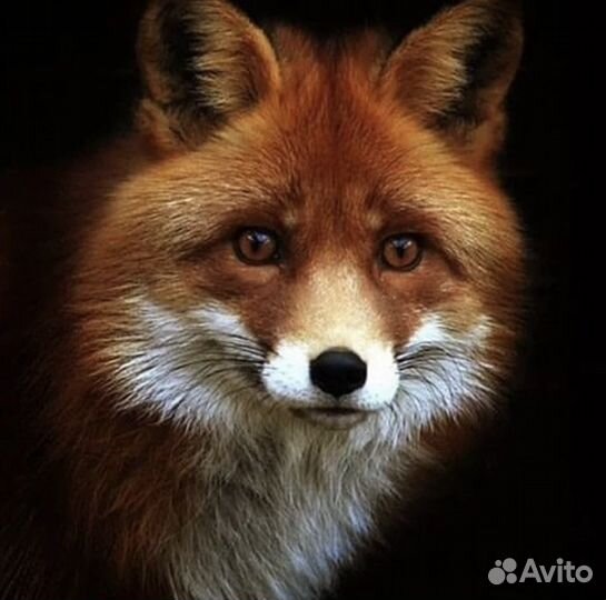 Алмазная мозаика Картина Лиса 40х50