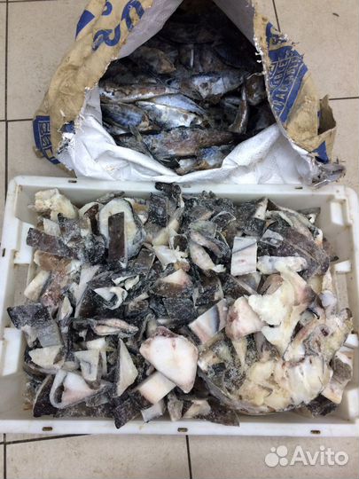 Рыба для животных свежая замороженная