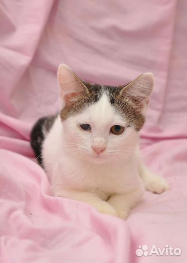 Малыш Симба