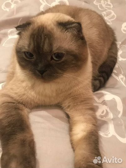 Шотландская вислоухая кошка бесплатно