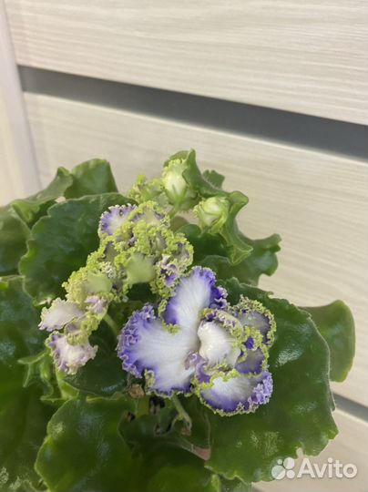 Сортовые фиалки.Детки сортовых фиалок