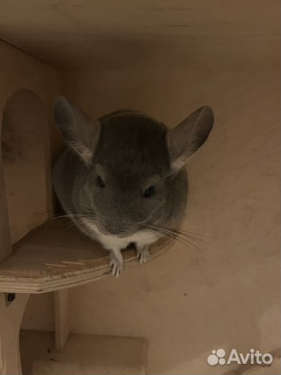 Британская шиншилла