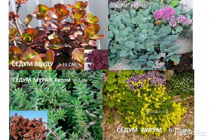 Седумы, Очитки Молодило Камнеломки Доставка Почтой