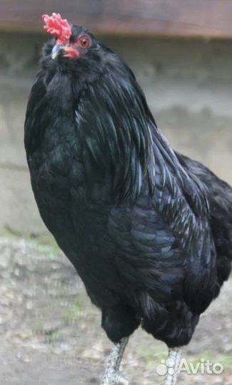 Петух Амераукана
