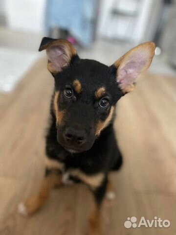 Почти Ротвейлер щенок 3 месяца ищет дом объявление продам