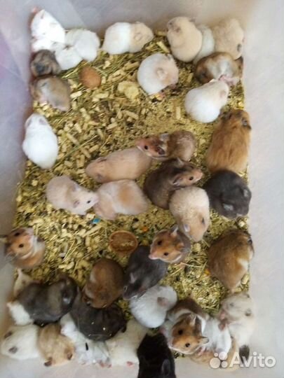 Сирийские и джунгарские хомячки