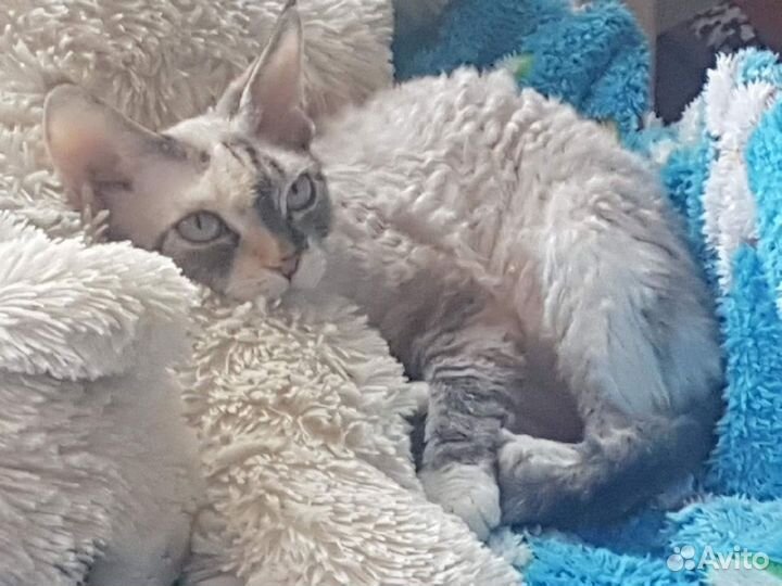 Кошка девон-рекс