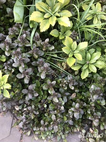 Живучка артропурпуреа вечнозеленая