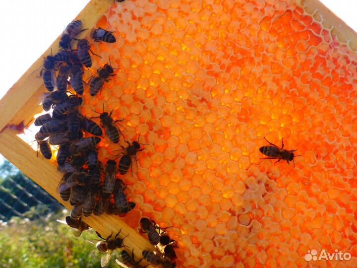 Мед натуральный с пасеки