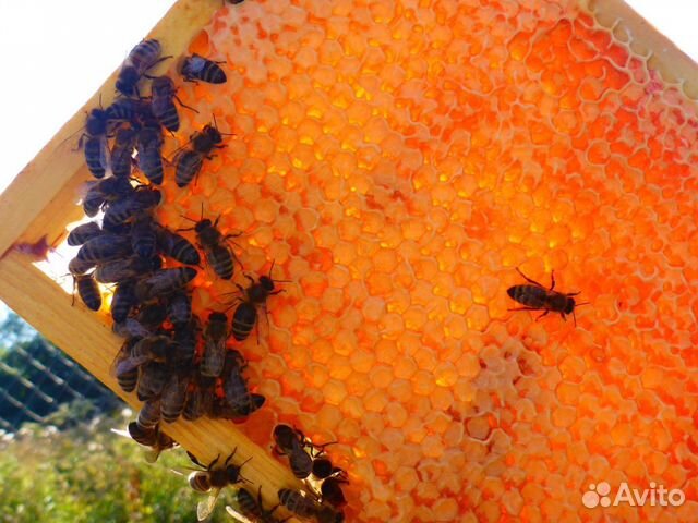 Мед натуральный с пасеки