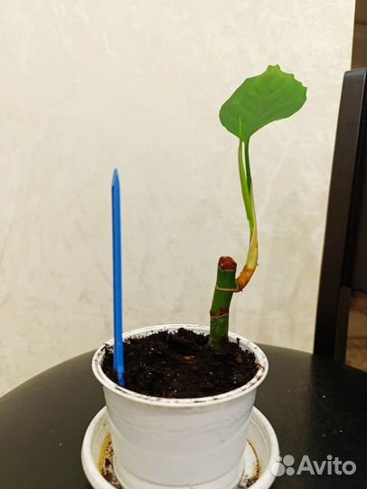 Аглаонема умеренная (скромная )