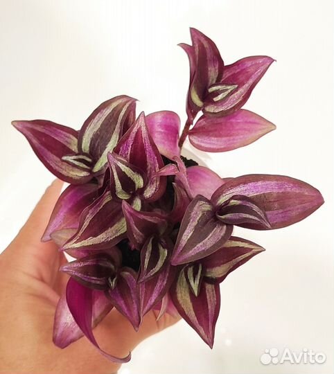 Сциндапсус, Хойя, пилея, бегония, фикус