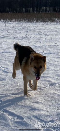 Метис овчарки