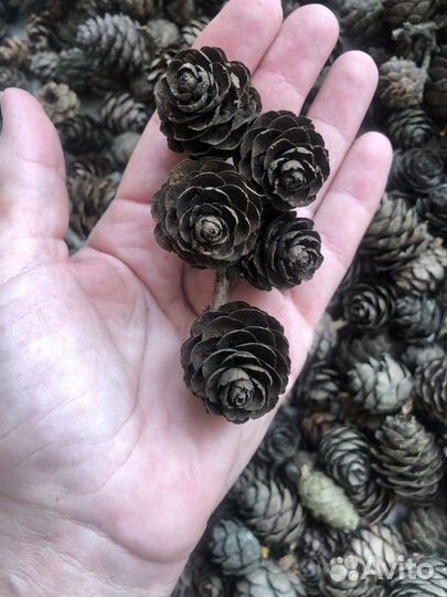 Шишки лиственницы