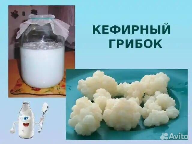 Кефирный тибетский гриб