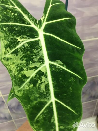 Домашние растения