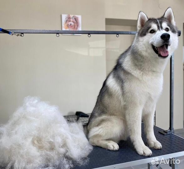 Груминг, стрижка собак и кошек, экспресс-линька