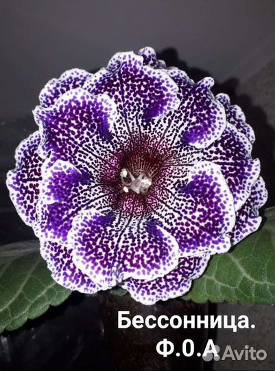 Цветы глоксиния