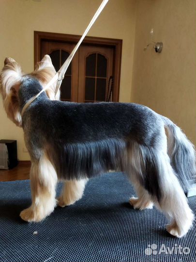 Груминг (стрижка домашних животных), выезд на дом