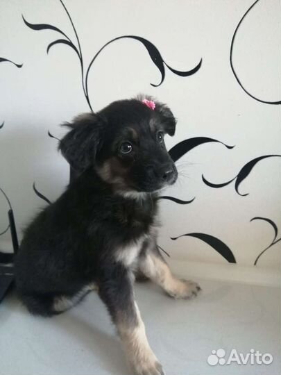 Отдам щенка в добрые руки