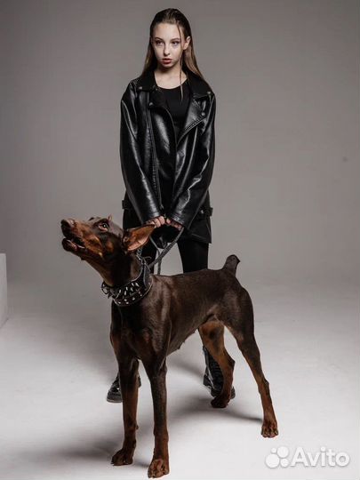 Фотосессия с доберманом