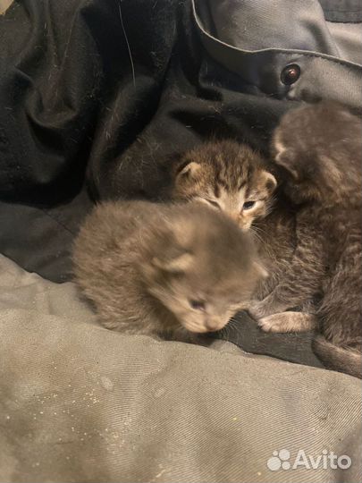 Котята в добрые руки