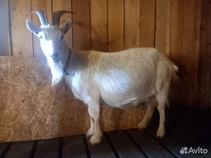 Козы дойные