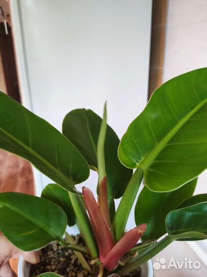 Филодендрон империал грин