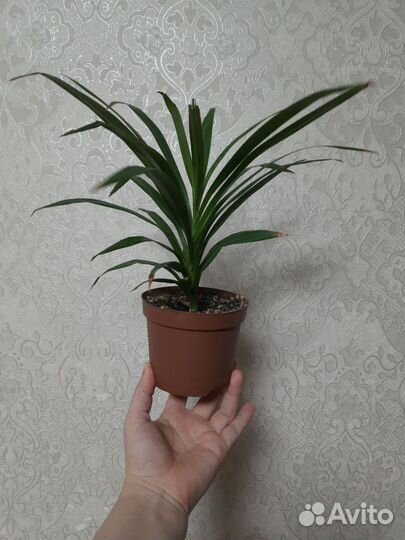 Комнатные цветы драцена