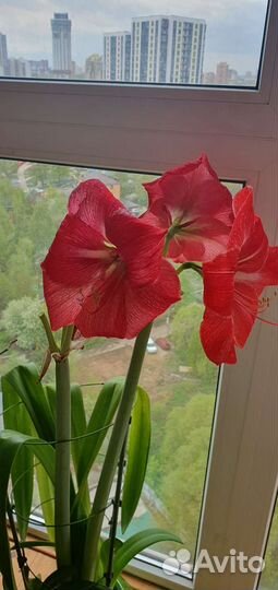 Гиппиаструм