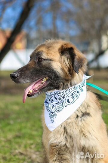 Трусишка Тайсон