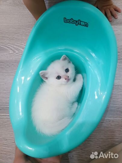 Котёнок девочка