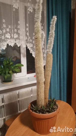 Кактусы и суккуленты