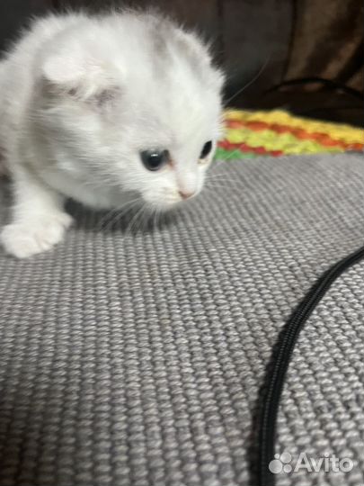 Отдам котенка от британки