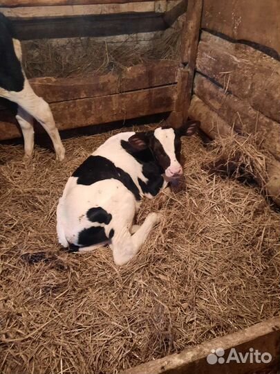 Бычки и телята