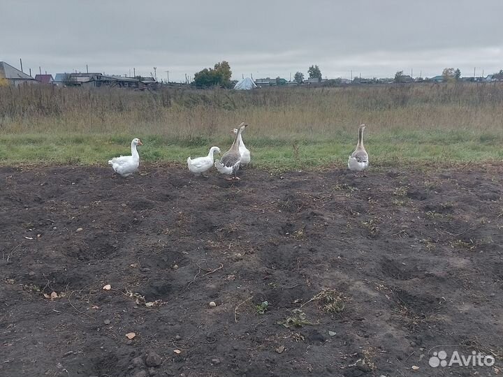 Продам гусей