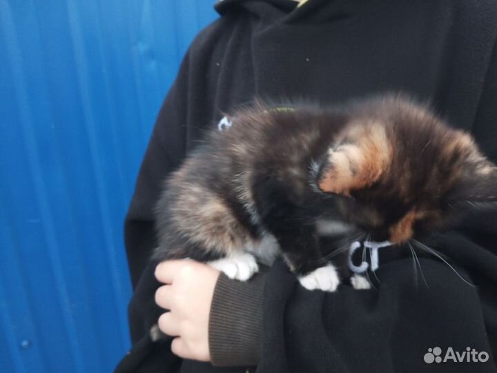 Кошки в добрые руки