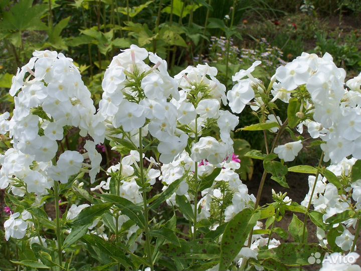 Продам рассаду флоксов