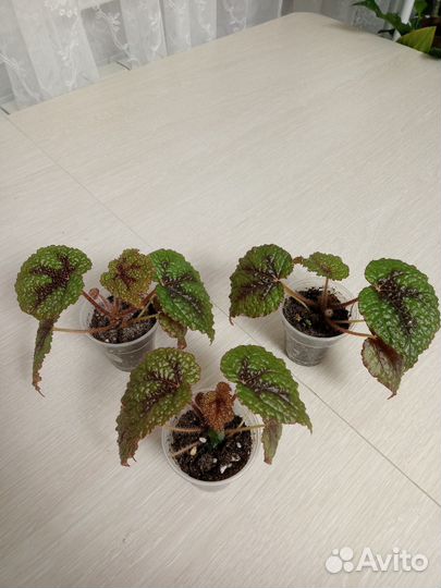 Декабрист белый. Бегония Мэсона