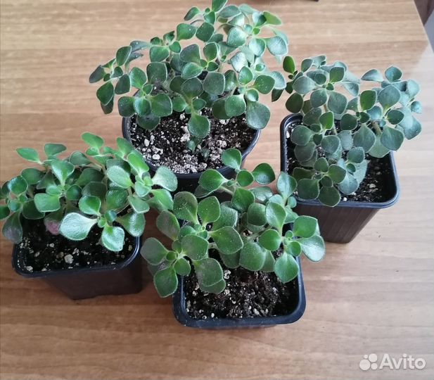 Комнатные цветы