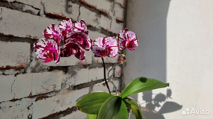 Орхидея Dtps.(Chian Xen Pearl x Sogo Cabin)