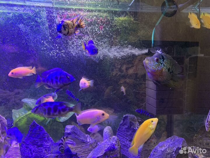Аквариум
