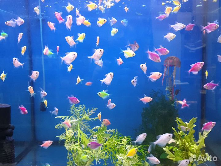 Аквариумные рыбки в ассортименте